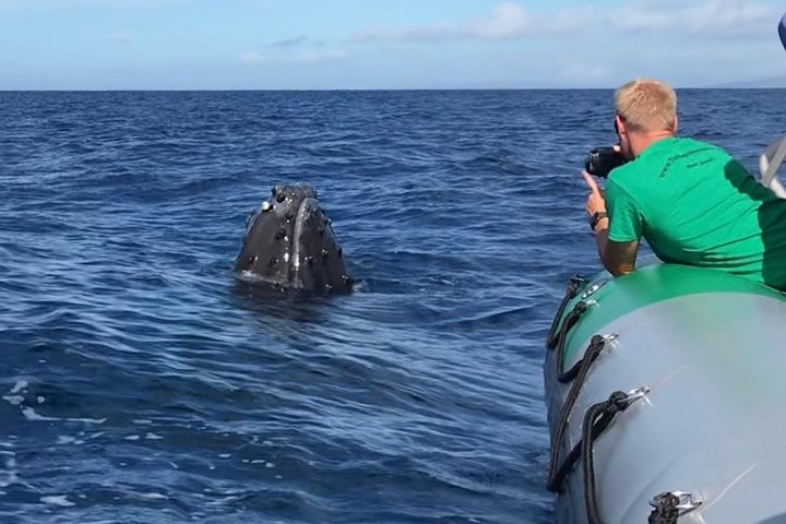 Maui: Whale Watching Experience - Photo 1 of 18